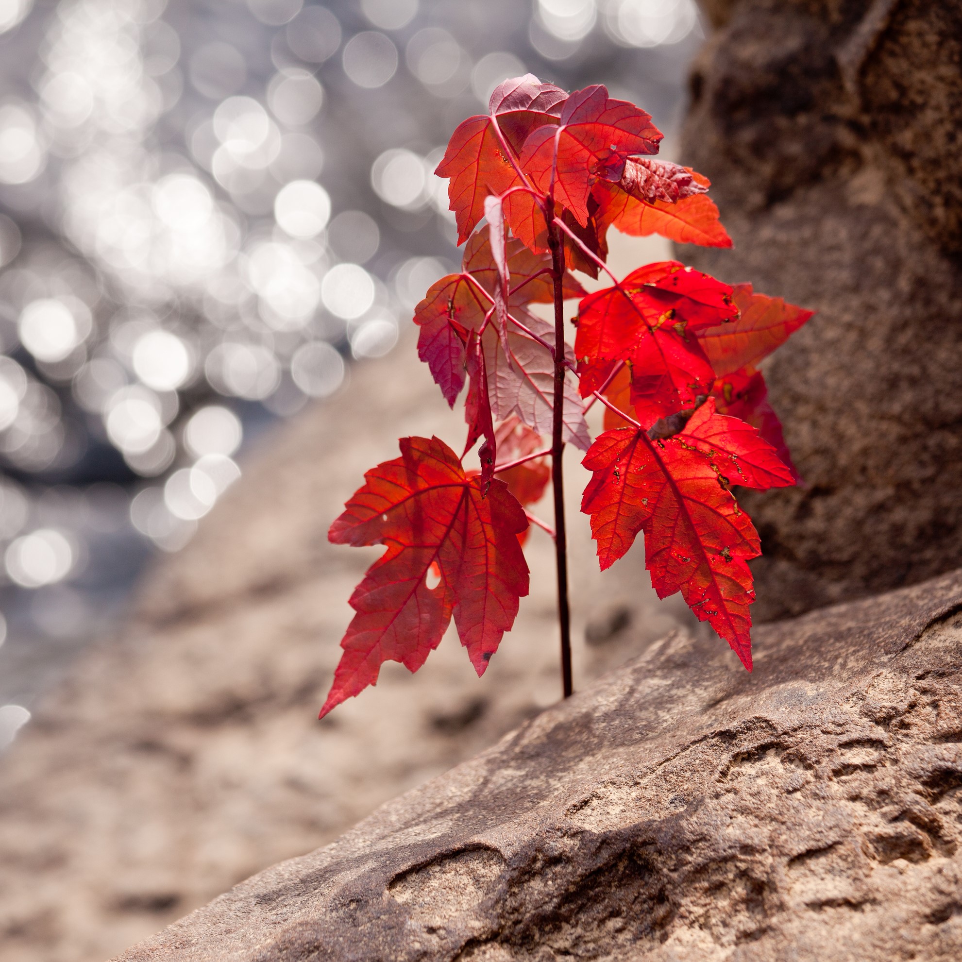 Light from brilliant red leaves of maple in the fall growing from rock by a sparkling river